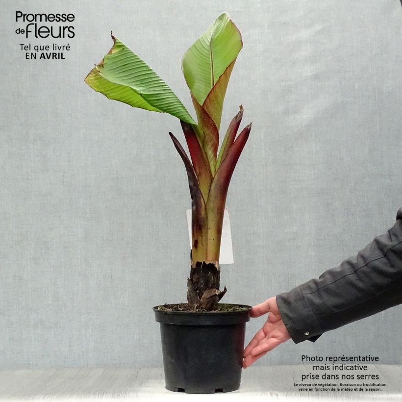Spécimen de Ensete ventricosum Maurelii - Bananier rouge d'Abyssinie en pot de 4l/5l tel que livré au printemps