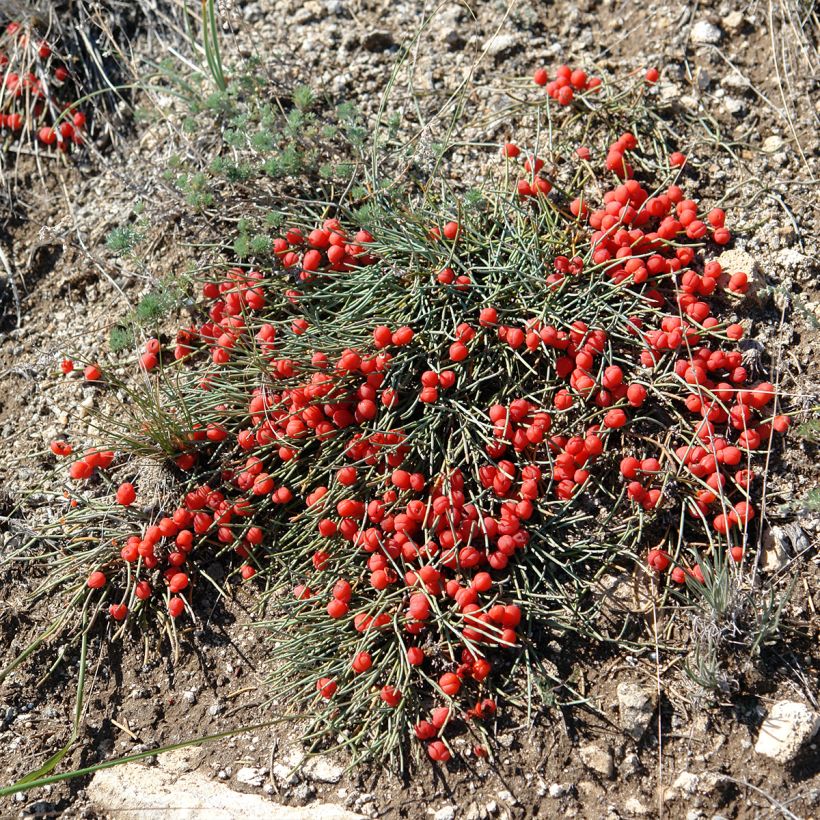 Ephedra minima ou monosperma (Port)
