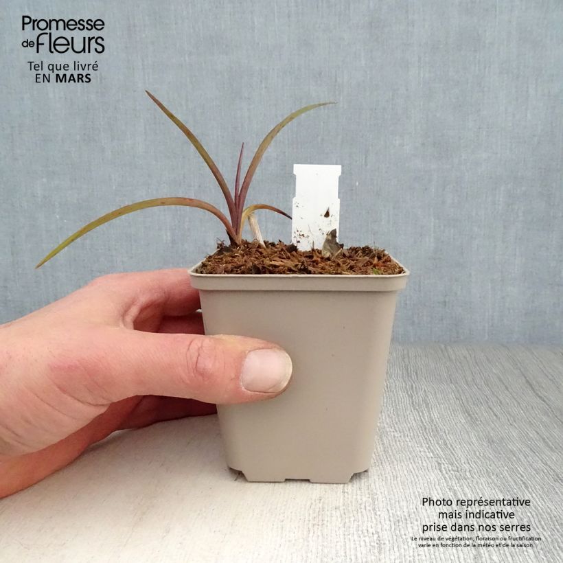 Spécimen de Ephémère de Virginie - Tradescantia Perrine's Pink Godet de 9cm tel que livré au printemps
