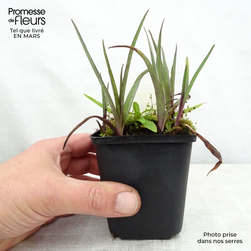 Spécimen de Ephémère de Virginie - Tradescantia andersoniana Bilberry Ice Godet de 9cm tel que livré au printemps