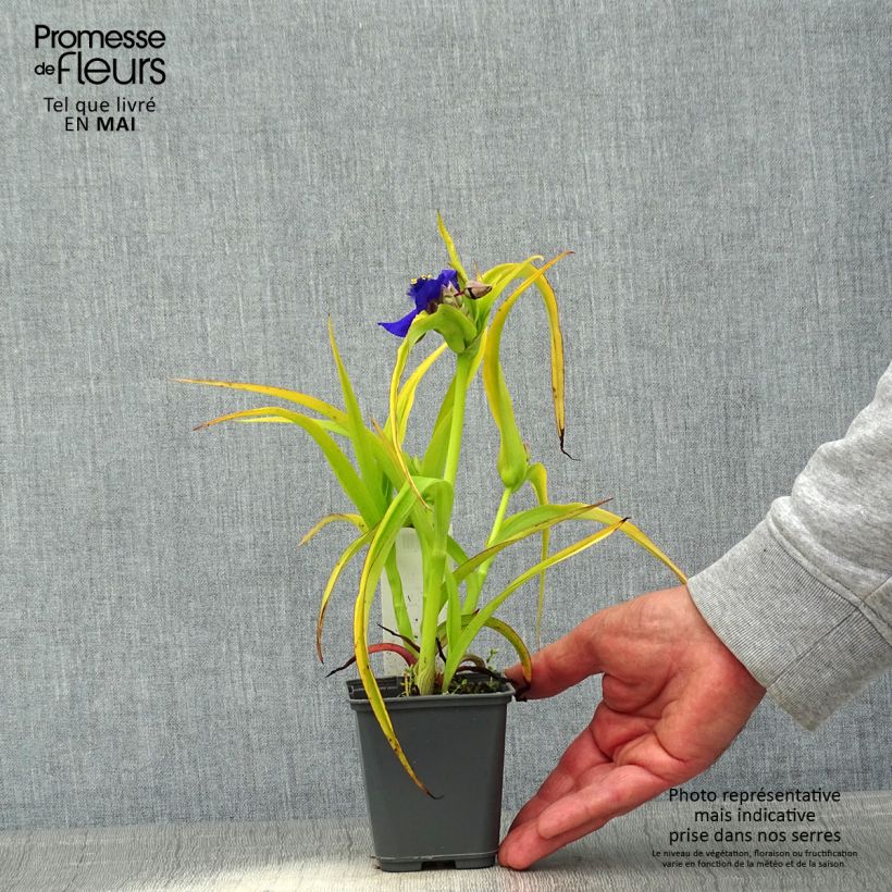 Spécimen de Ephémère de Virginie, Tradescantia andersoniana Blue and Gold Godet de 8/9 cm tel que livré au printemps