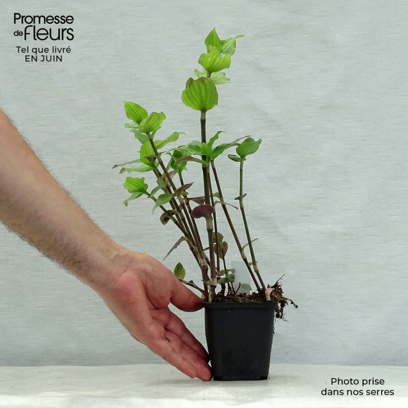 Spécimen de Ephémère de Virginie - Tradescantia andersoniana Blushing Bride Godet de 8/9 cm tel que livré en été