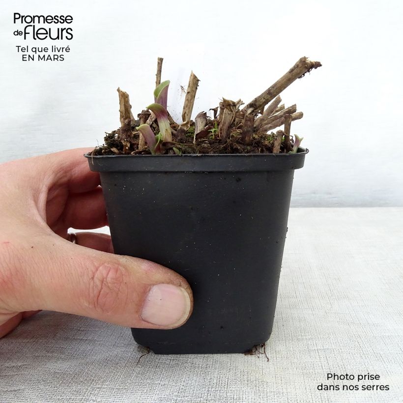 Spécimen de Ephémère de Virginie - Tradescantia andersoniana Blushing Bride Godet de 8/9 cm tel que livré au printemps