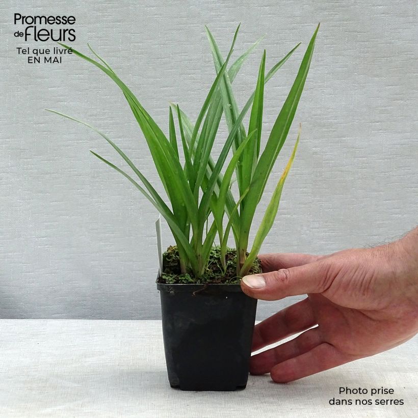 Spécimen de Ephémère de Virginie - Tradescantia andersoniana JC Weguelin Godet de 9cm tel que livré au printemps