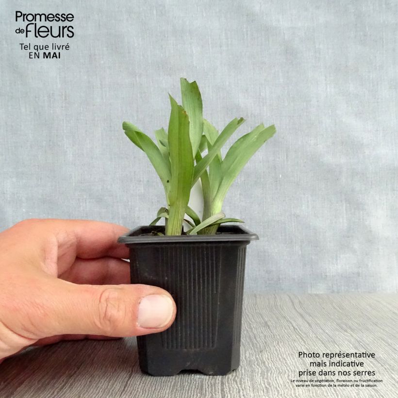 Spécimen de Ephémère de Virginie, Tradescantia andersoniana Karminglut Godet de 9cm tel que livré au printemps