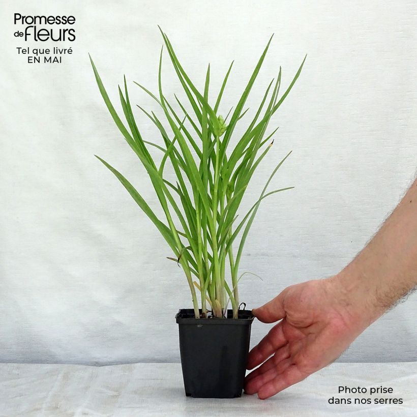 Spécimen de Ephémère de Virginie - Tradescantia andersoniana Little Doll Godet de 9cm tel que livré au printemps