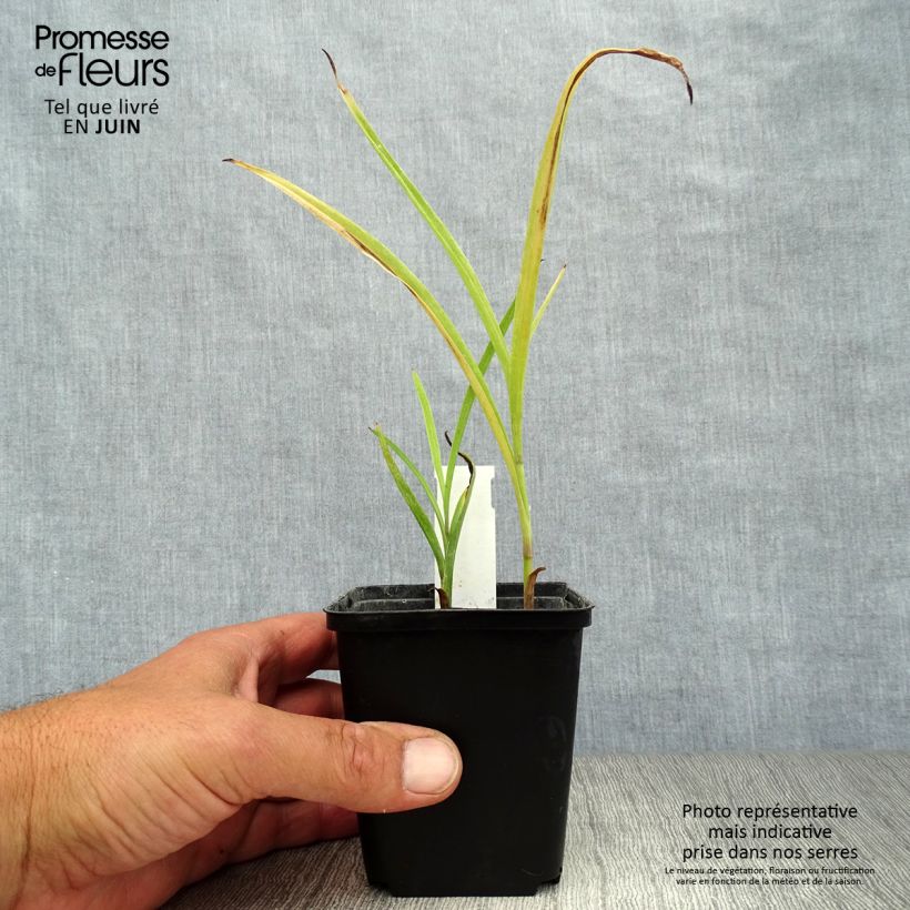 Spécimen de Ephémère de Virginie - Tradescantia andersoniana Little Doll tel que livré en ete