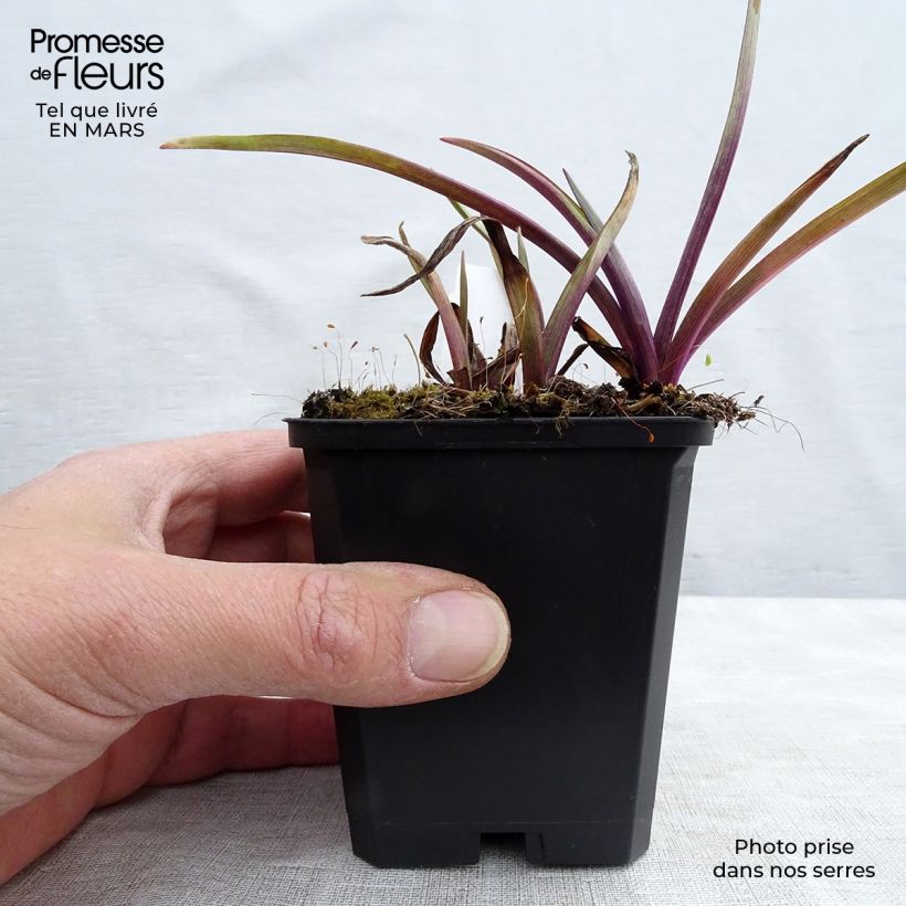 Spécimen de Ephémère de Virginie - Tradescantia andersoniana Osprey en godet de 9 cm tel que livré au printemps