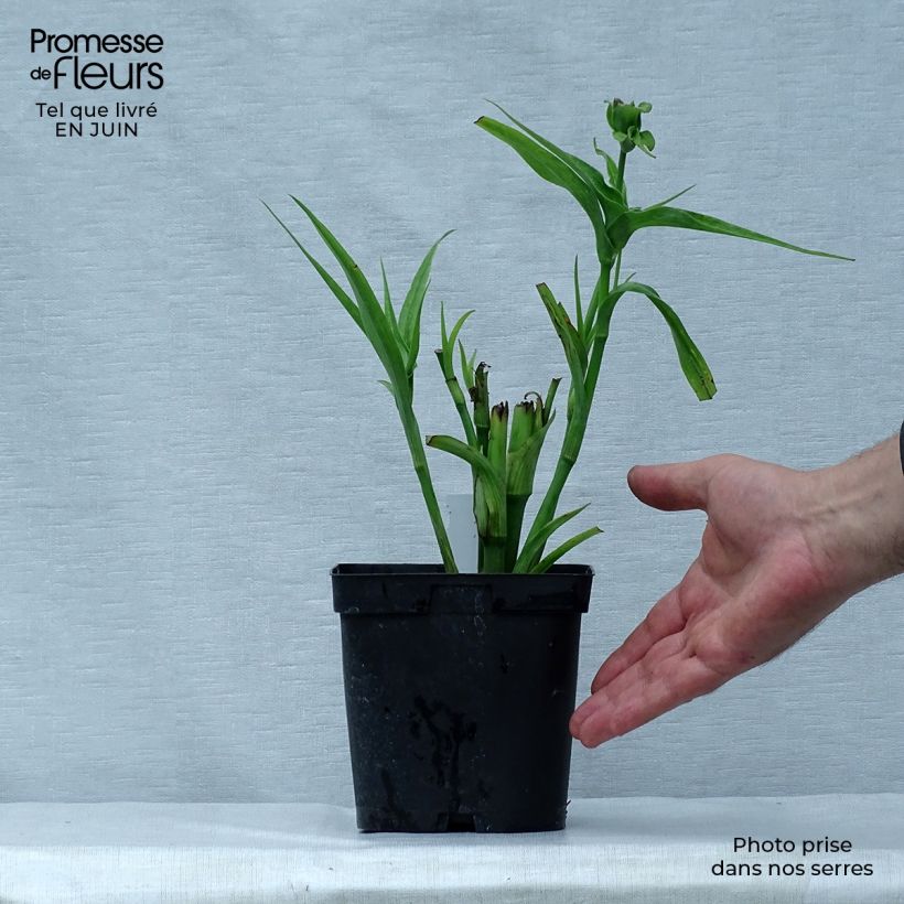 Spécimen de Ephémère de Virginie - Tradescantia andersoniana Osprey Pot de 2L/3L tel que livré en été