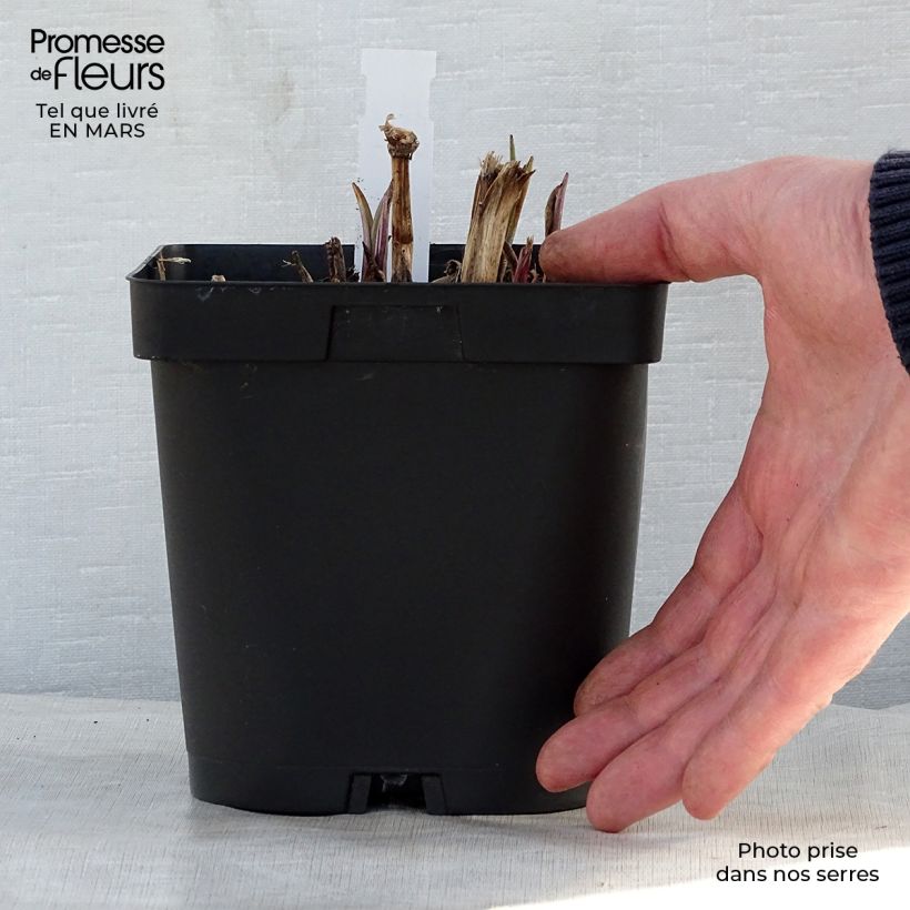 Spécimen de Ephémère de Virginie - Tradescantia andersoniana Osprey en pot de 2/3L tel que livré au printemps