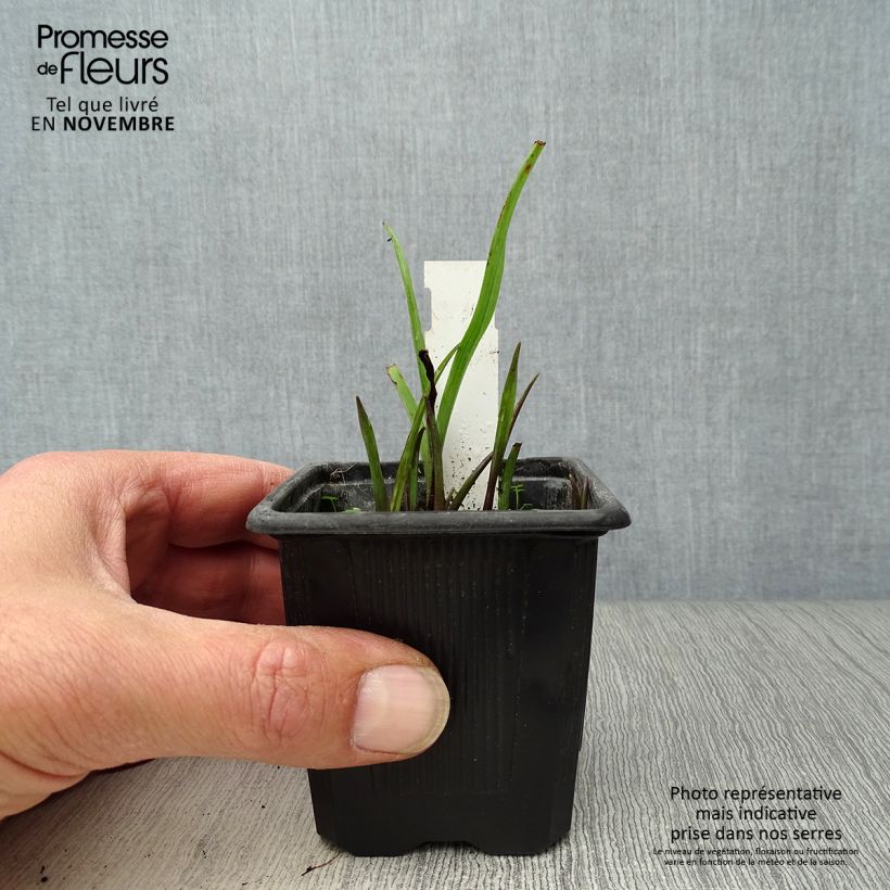 Spécimen de Éphémère de Virginie - Tradescantia andersoniana Sweet Kate Godet de 8/9 cm tel que livré en automne
