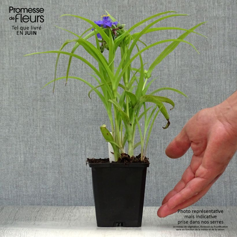 Spécimen de Éphémère de Virginie - Tradescantia andersoniana Sweet Kate Godet de 8/9 cm tel que livré en été