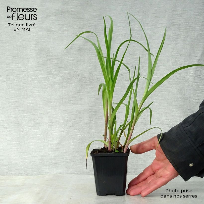 Spécimen de Ephémère de Virginie - Tradescantia x andersoniana Innocence  Godet de 9cm tel que livré au printemps