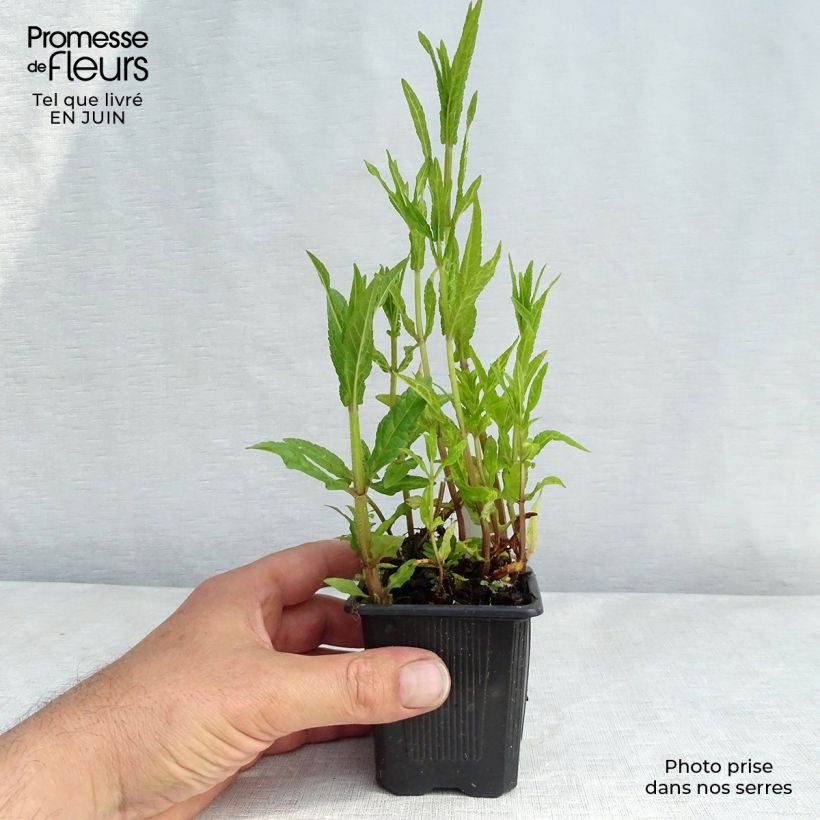 Spécimen de Epiaire des marais - Stachys palustris tel que livré en ete