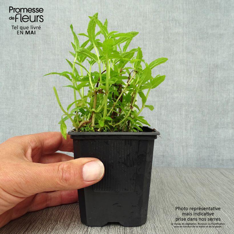 Spécimen de Epiaire des marais - Stachys palustris Godet de 8/9cm tel que livré au printemps