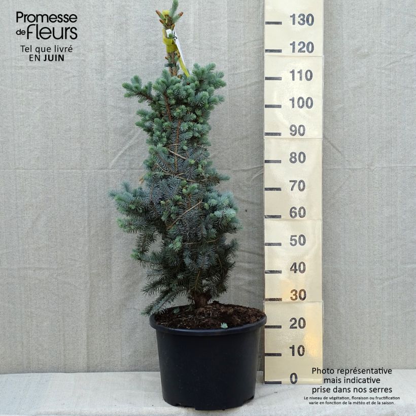 Spécimen de Epicéa bleu - Picea pungens Edith - Pot  tel que livré au printemps