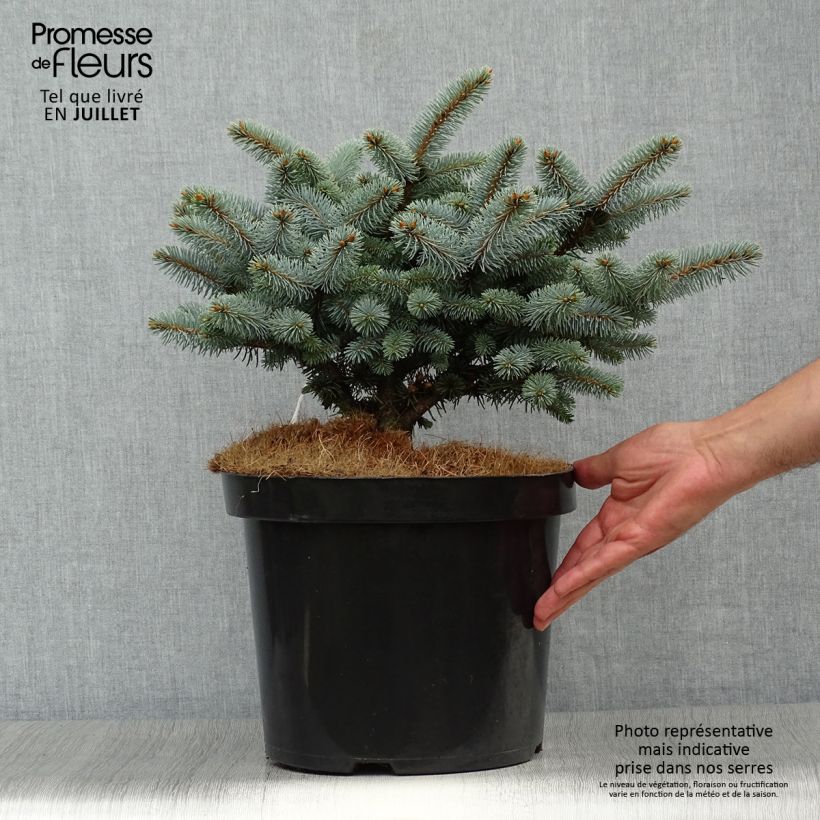 Spécimen de Epicea bleu - Picea pungens Glauca Globosa  Pot de 4L/5L tel que livré en été