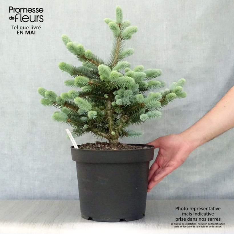 Spécimen de Epicea bleu - Picea pungens Glauca Globosa  tel que livré au printemps