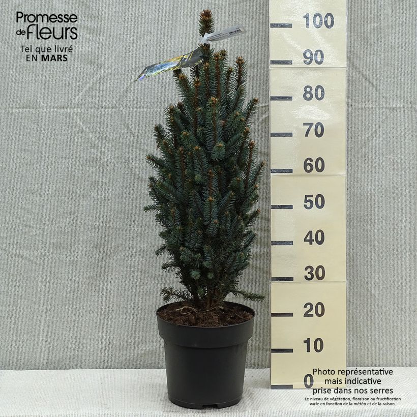 Spécimen de Epicea bleu - Picea pungens Iseli Fastigiate                   Pièce tel que livré au printemps