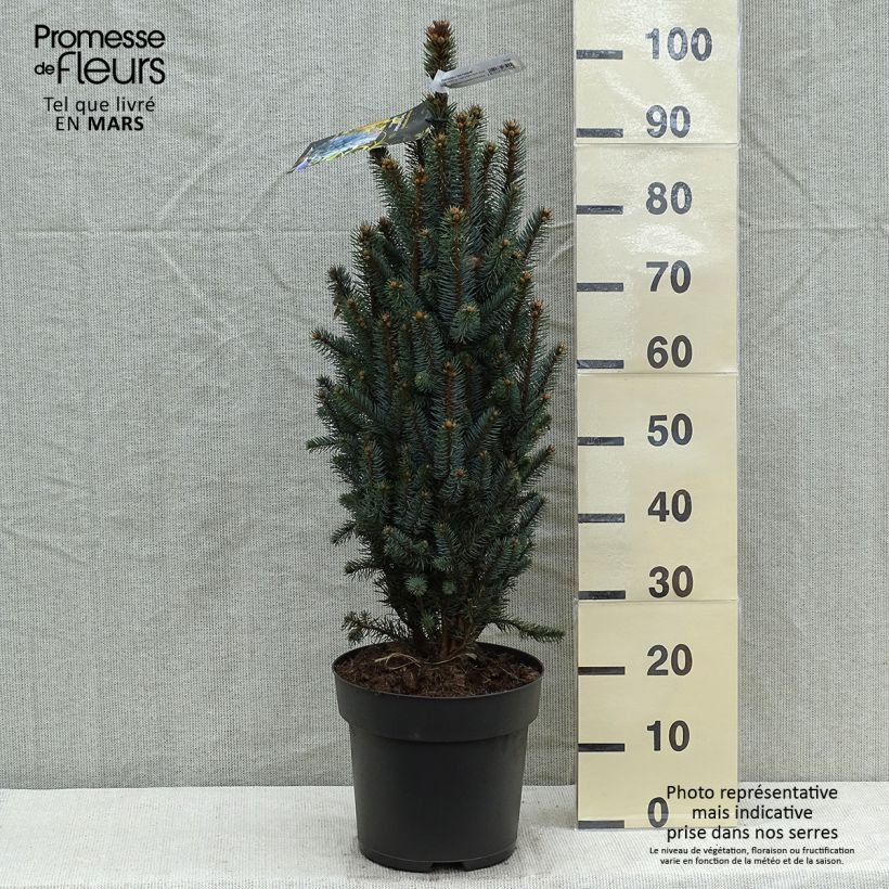Spécimen de Epicea bleu - Picea pungens Iseli Fastigiate                   tel que livré au printemps