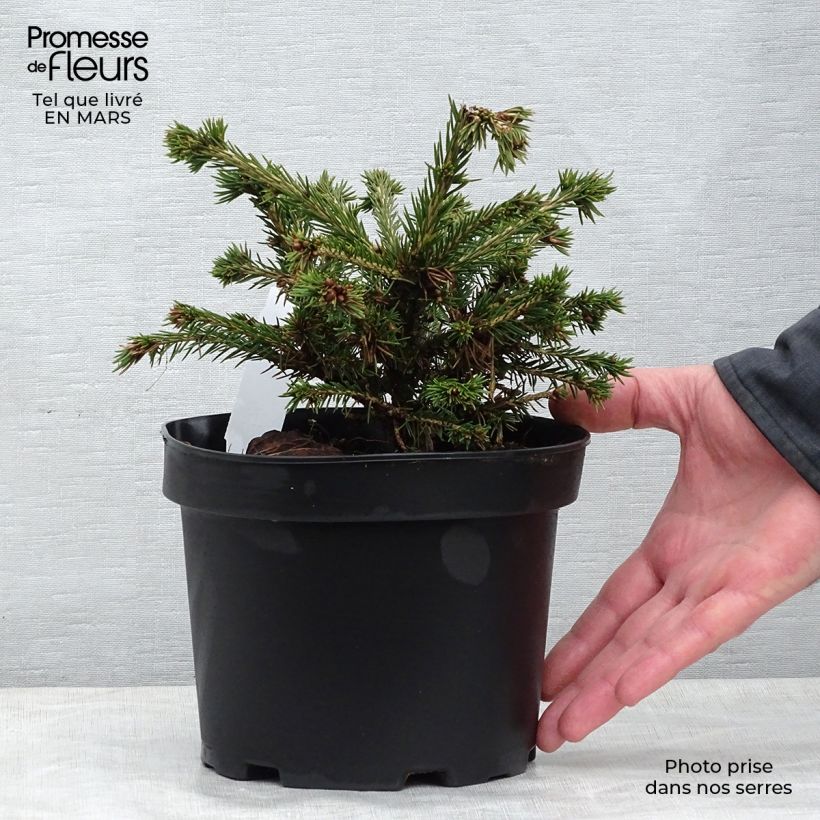 Spécimen de Epicea commun - Picea abies Maxwellii tel que livré au printemps