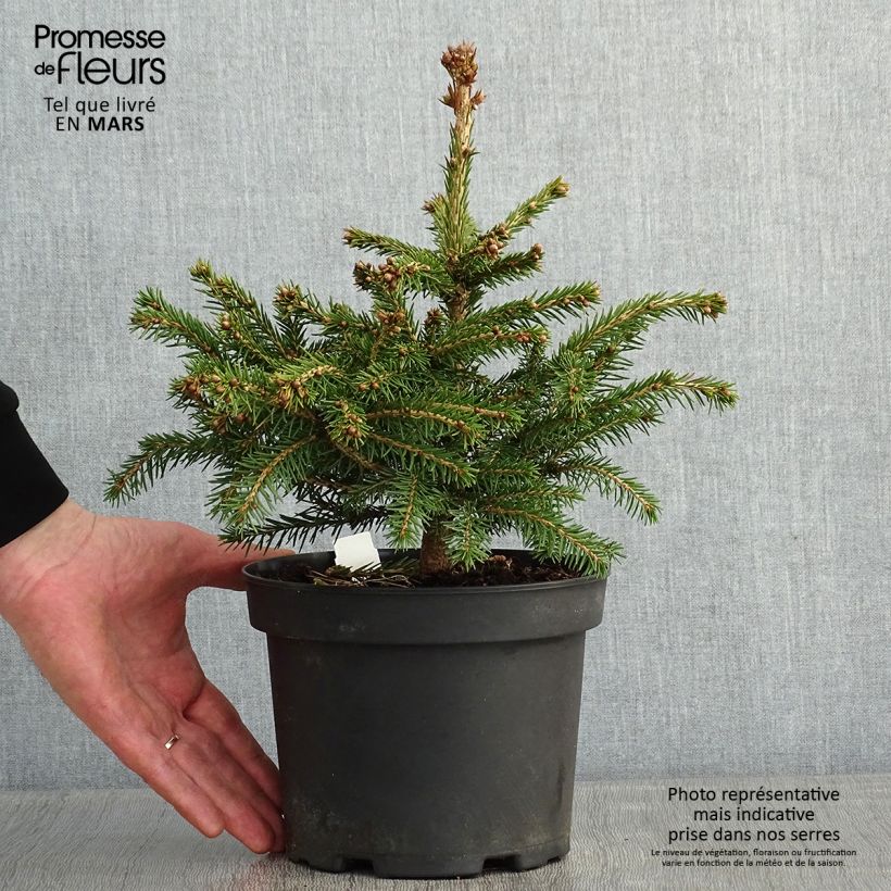 Spécimen de Epicea commun - Picea abies Maxwellii tel que livré en hiver