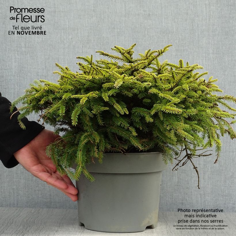 Spécimen de Épicéa commun - Picea abies Nidiformis tel que livré en automne