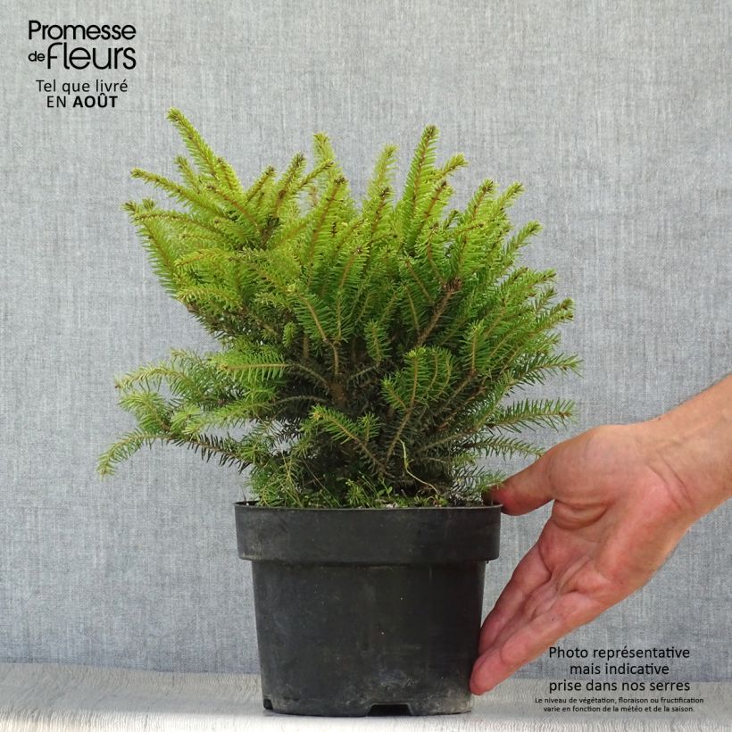 Spécimen de Épicéa commun - Picea abies Nidiformis Pot de 2L/3L tel que livré en été