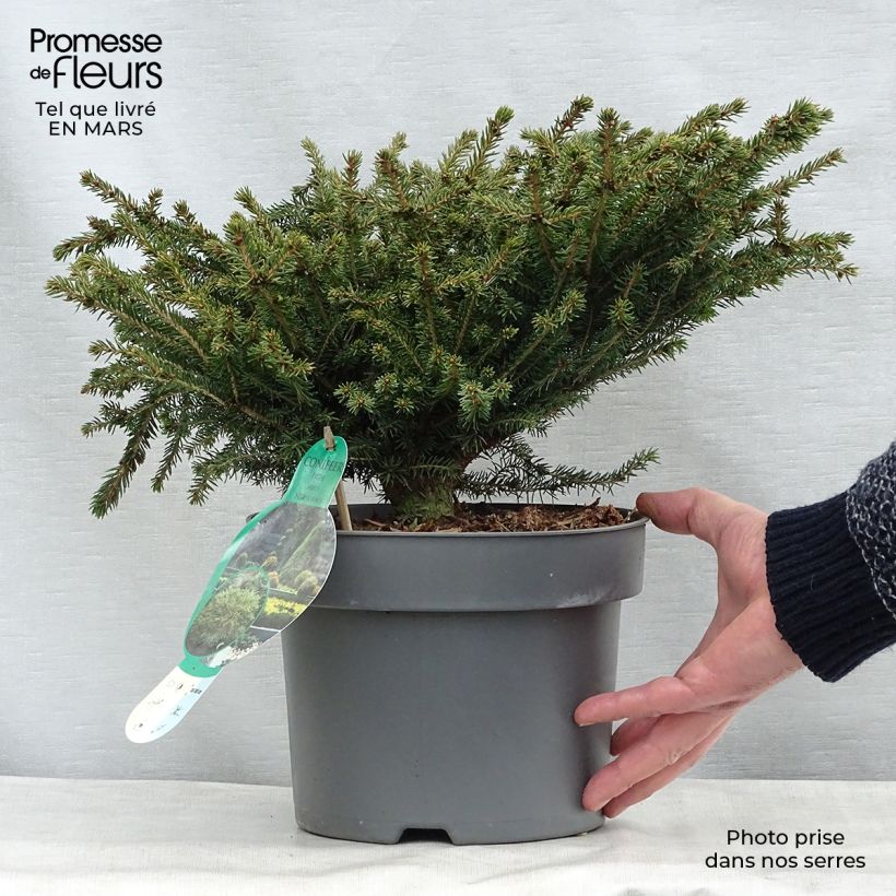 Spécimen de Épicéa commun - Picea abies Nidiformis Pot de 2L/3LHauteur livrée env. 20+cm tel que livré au printemps