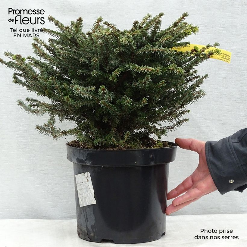 Spécimen de Épicéa commun - Picea abies Nidiformis tel que livré en hiver