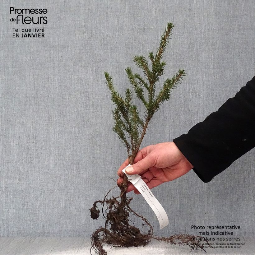 Spécimen de Epicéa commun - Picea abies Racines nues tel que livré en hiver