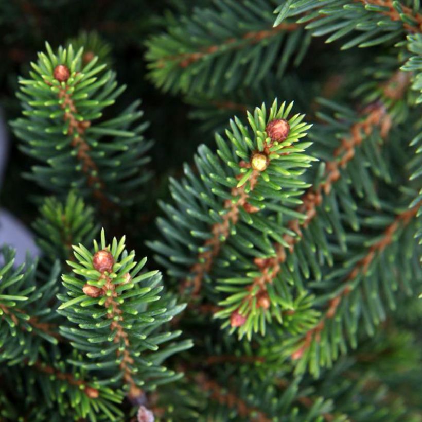 Picea abies Will's Zwerg - Épicéa commun (Feuillage)