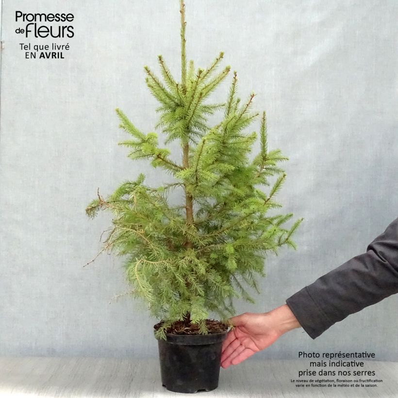 Spécimen de Épicéa de Serbie Nana - Picea omorika tel que livré au printemps