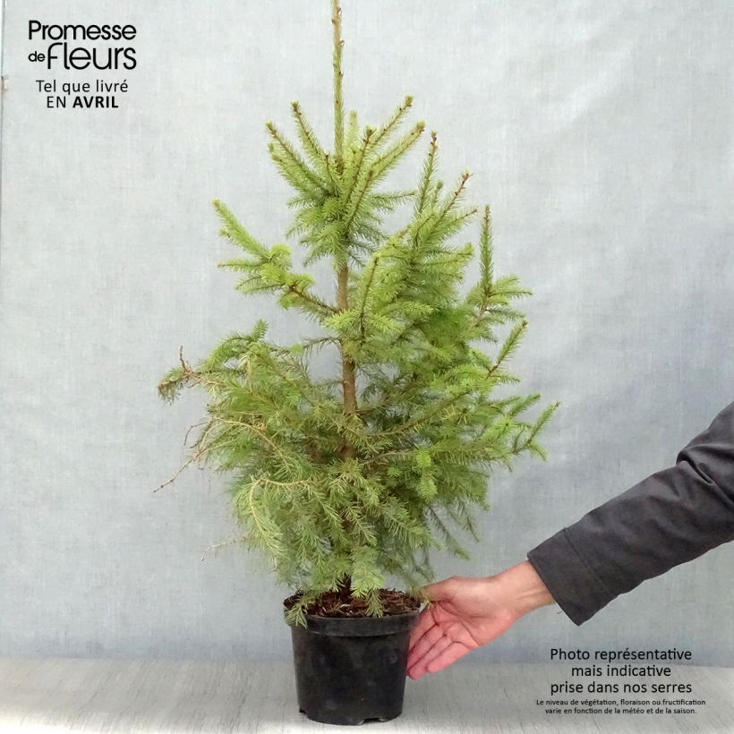 Spécimen de Épicéa de Serbie Nana - Picea omorika en pot de 2/3L tel que livré au printemps