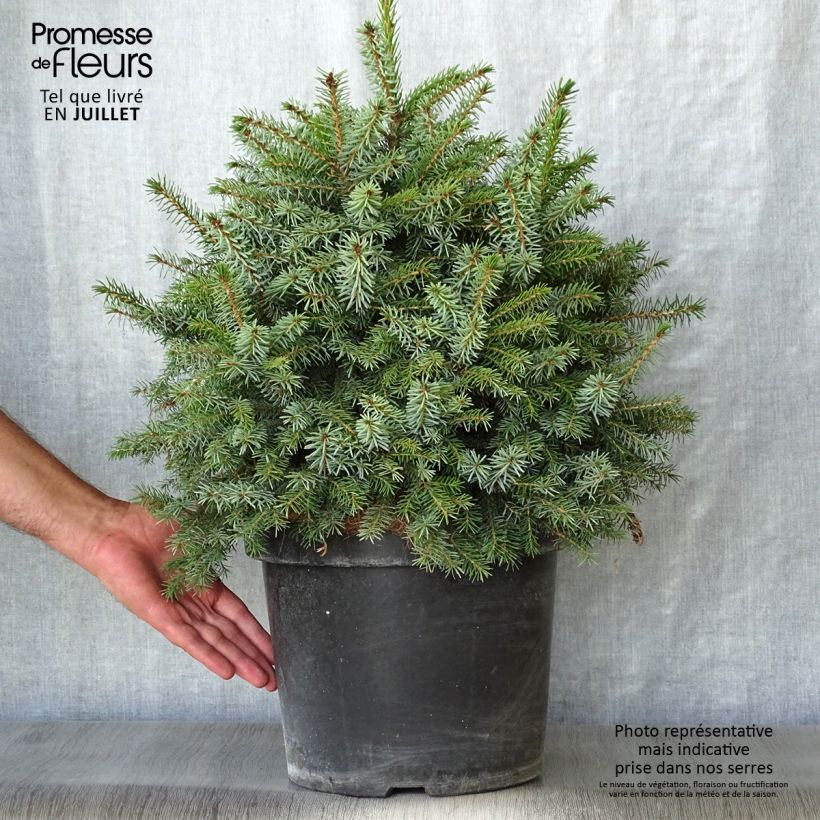 Spécimen de Épicéa de Serbie Nana - Picea omorika Pot de 7,5L/10L tel que livré en été