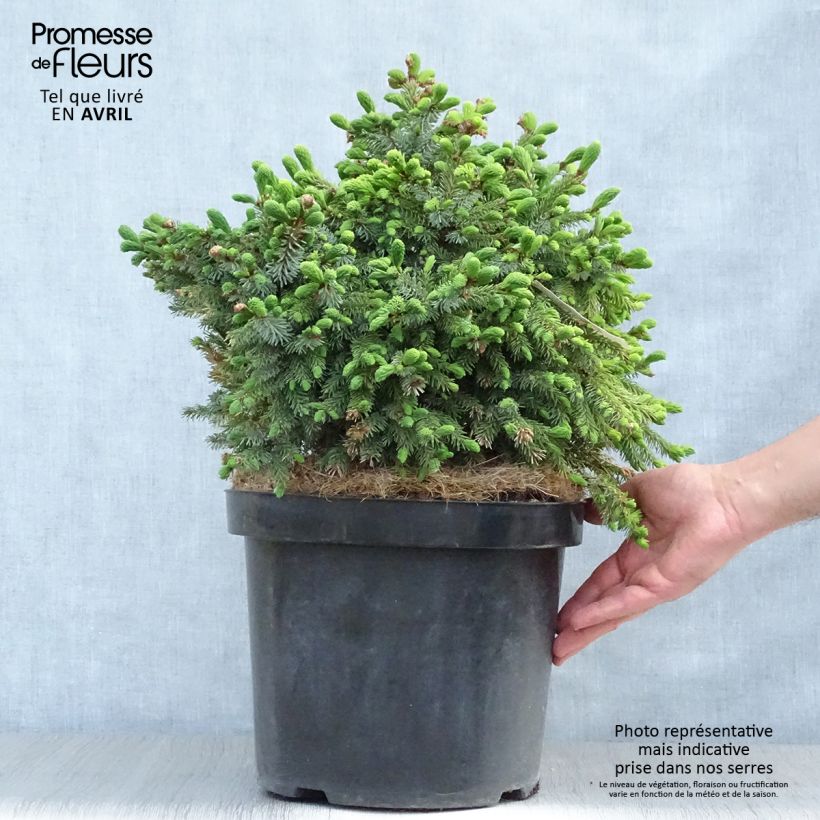 Spécimen de Épicéa de Serbie Nana - Picea omorika en pot de 7,5L/10L tel que livré au printemps