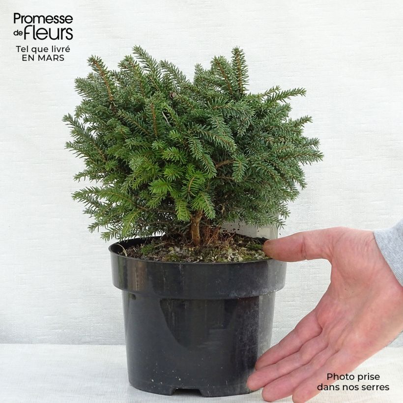 Spécimen de Epicea de Serbie - Picea omorika Karel                              tel que livré au printemps