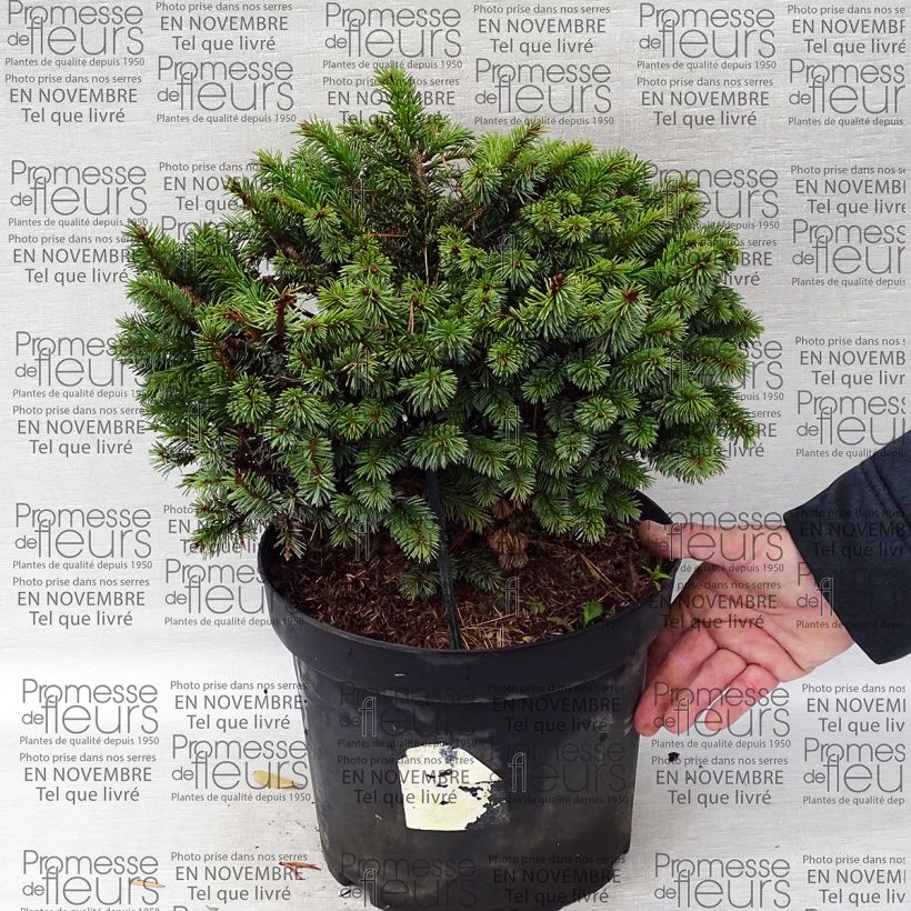 Exemple de spécimen de Epicea de Sitka - Picea sitchensis Rom                              Pot de 7,5L/10L tel que livré