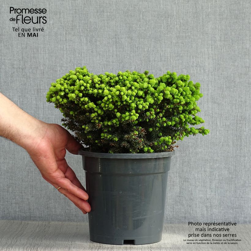 Spécimen de Épicéa nain - Picea abies Little Gem  2L/3L                       Pot de 2L/3L tel que livré au printemps