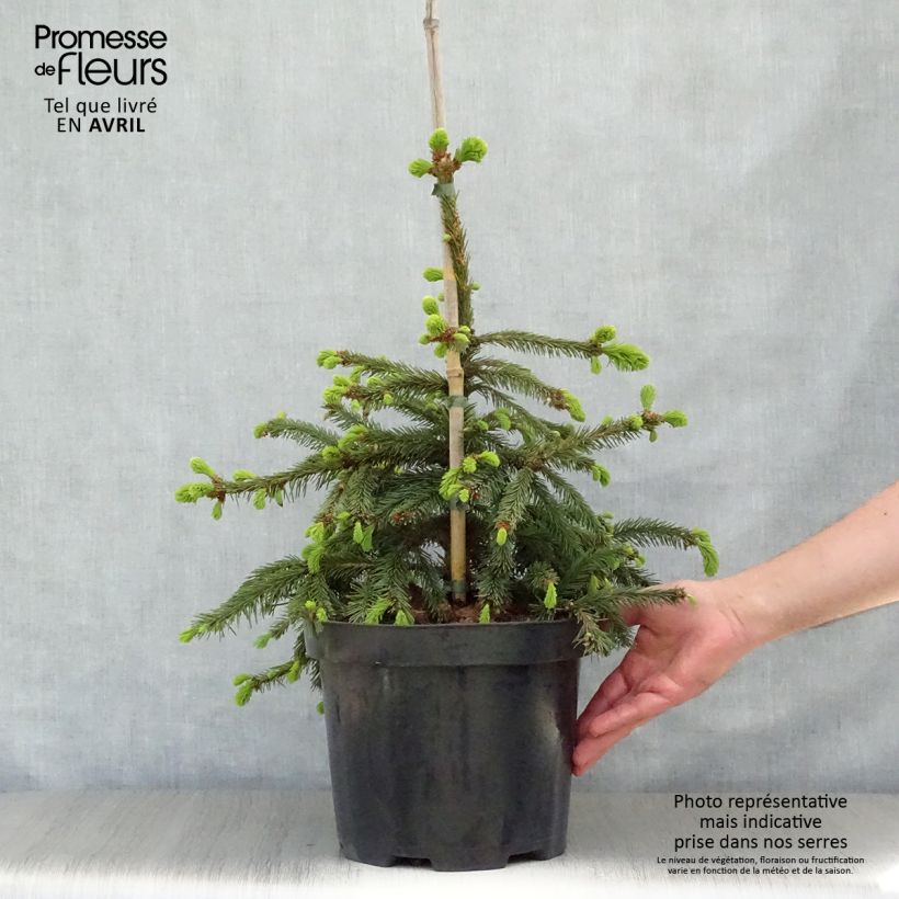 Spécimen de Épicéa pleureur - Picea abies Inversa                        PièceHauteur livrée env. 50/60cm tel que livré au printemps