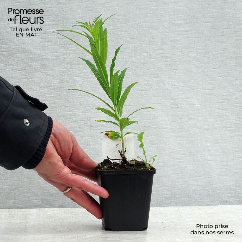 Spécimen de Epilobe blanche - Epilobium angustifolium album en godet de 8/9cm tel que livré au printemps