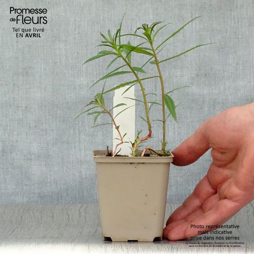 Spécimen de Epilobe rose, Epilobium angustifolium Stahl Rose Godet de 8 cm tel que livré au printemps