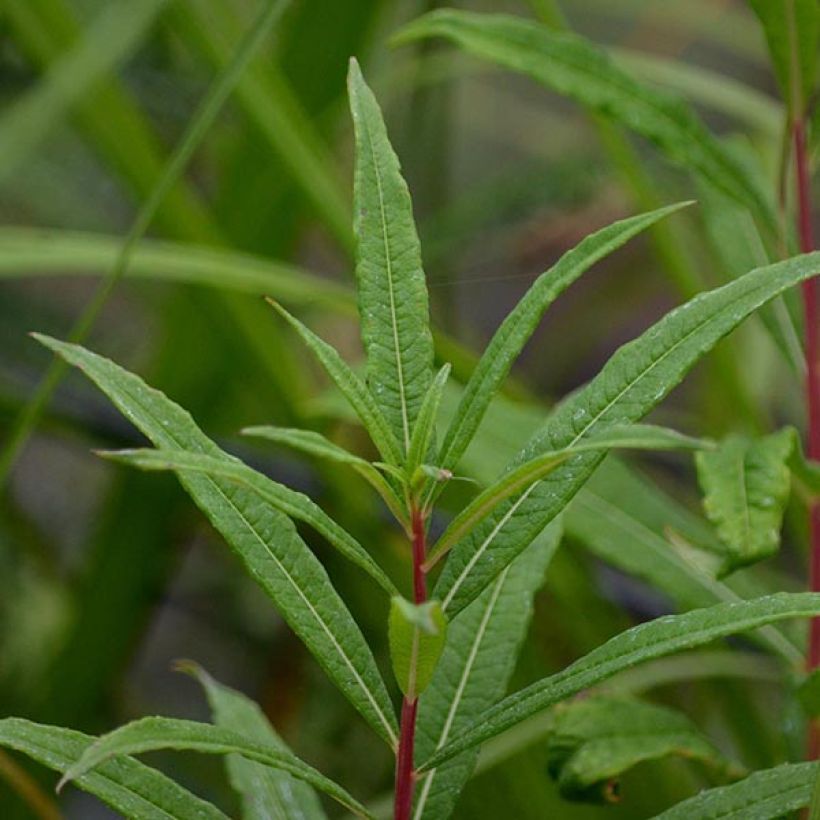 Epilobe rose, Epilobium angustifolium Stahl Rose (Feuillage)