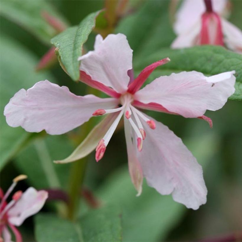 Epilobe rose, Epilobium angustifolium Stahl Rose (Floraison)