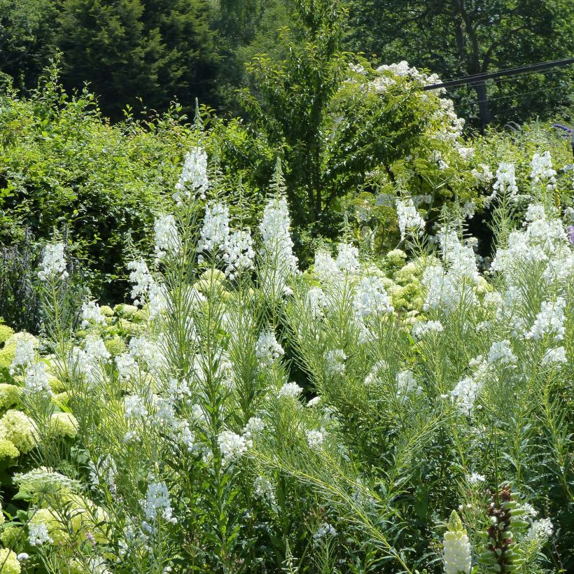 Epilobe blanche - Epilobium angustifolium album (Floraison)