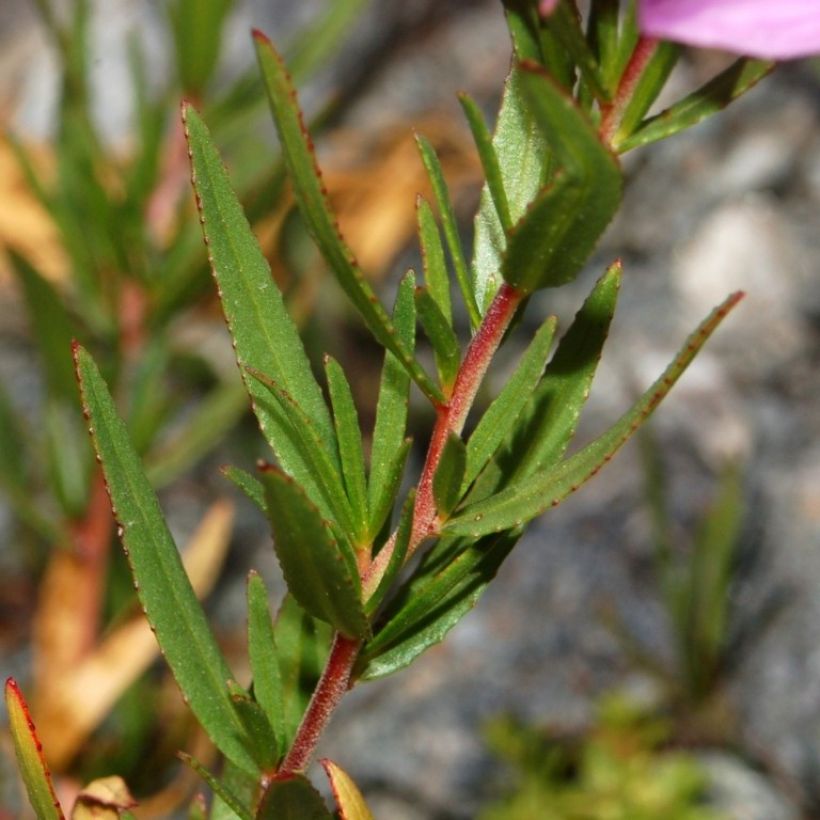 Epilobium fleischeri (Feuillage)