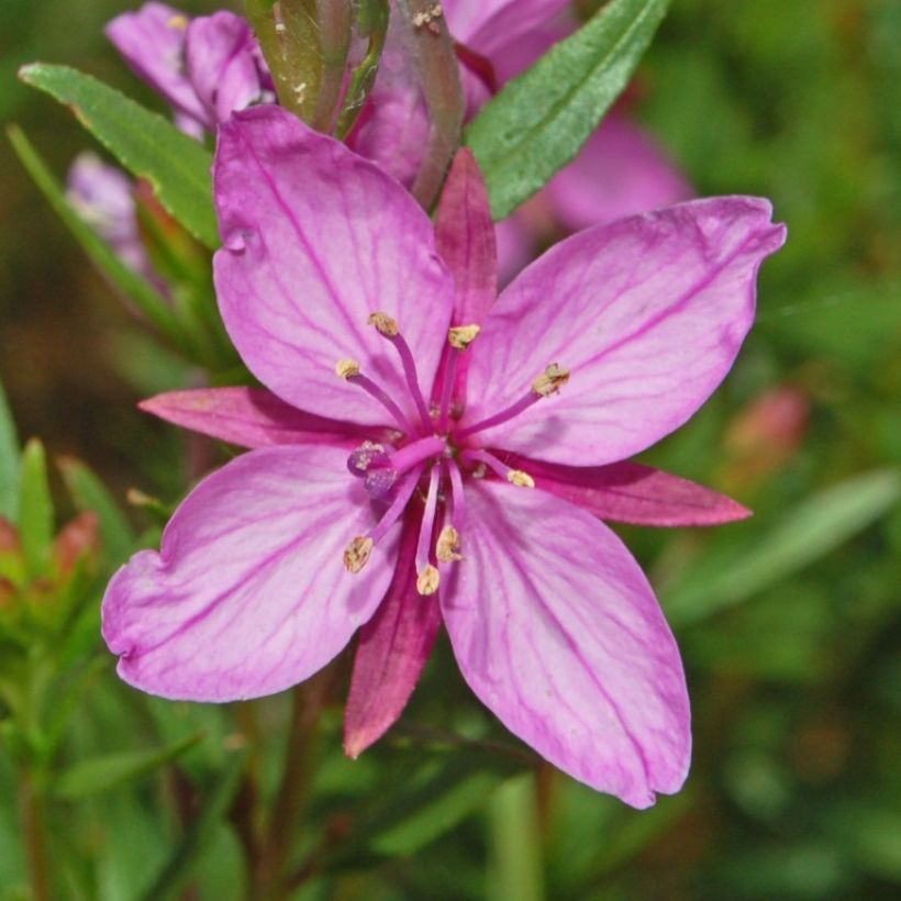 Epilobium fleischeri (Floraison)