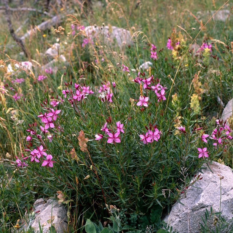 Epilobium fleischeri (Port)