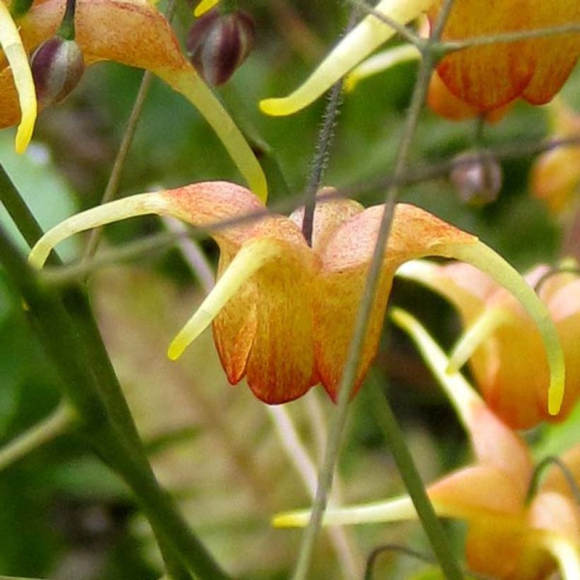 Fleur des Elfes - Epimedium Amber Queen (Floraison)