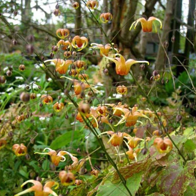 Fleur des Elfes - Epimedium Amber Queen (Port)